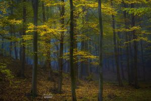 mysterious_power_of_the_woods__by_janek_sedlar-dap5qii